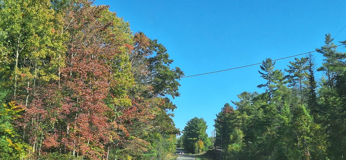 Country road lined with fall color under a clear sky
